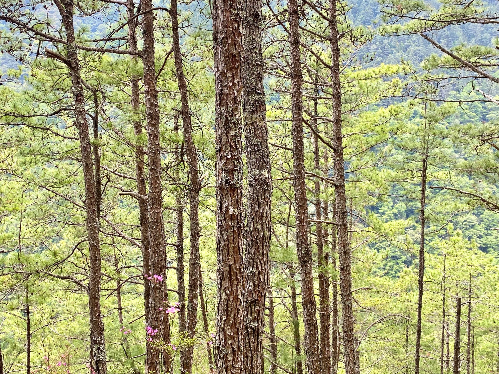 志佳陽山徑上秀麗的福州杉，點綴著粉紅的高山花卉。摸黑上爬一路朦朧，下返時才看清一切美景。