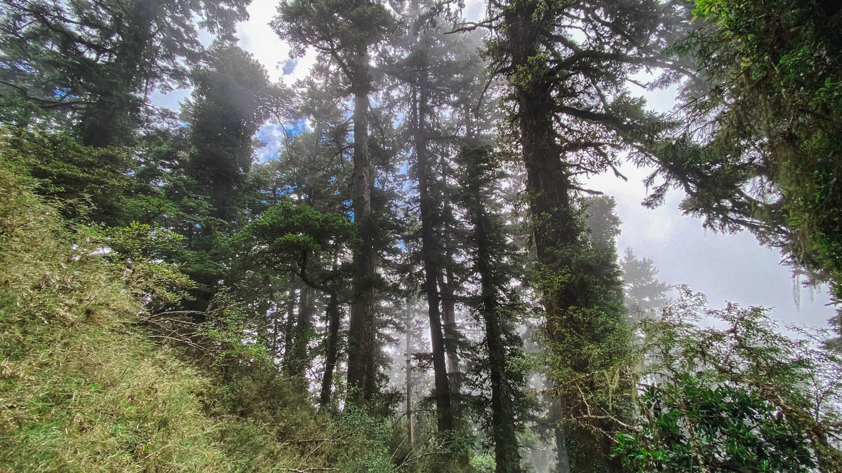 雲稜山屋,處於雲霧繚繞的林中。